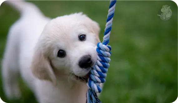 zabawa ze szczeniakiem szarpakiem w ogrodzie